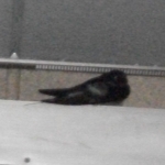 20250515つばめ4 JPG